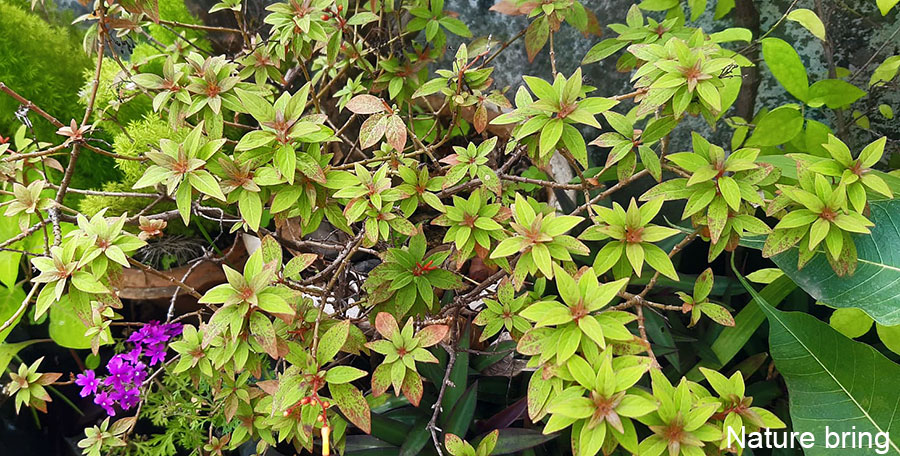 Firebush Plant (Hamelia Open)