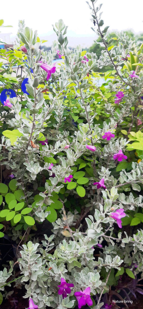 Texas Sage (Leucophllum Fruzzens)