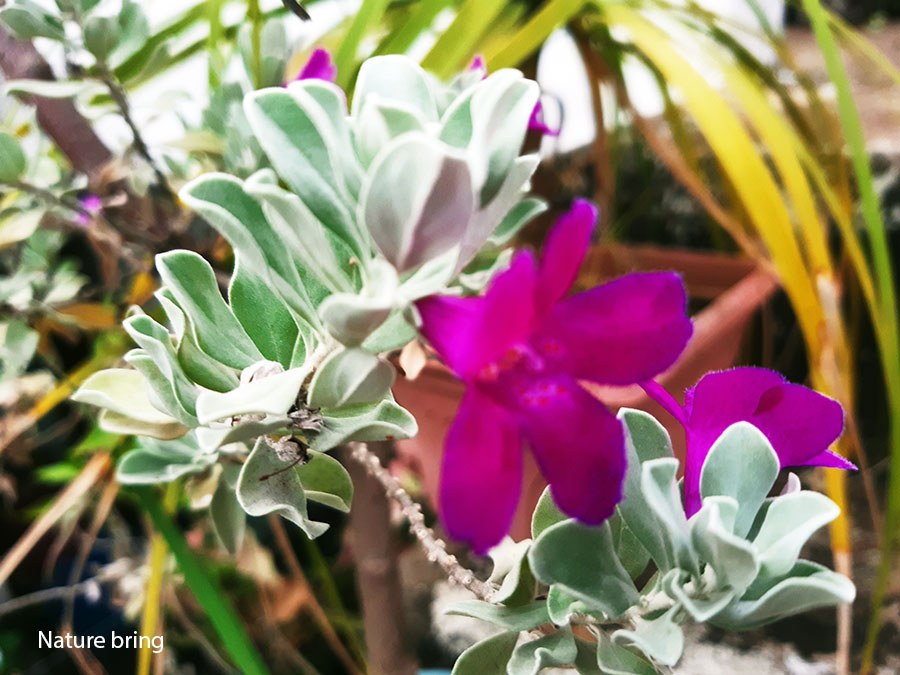 Texas Sage (Leucophllum Fruzzens)