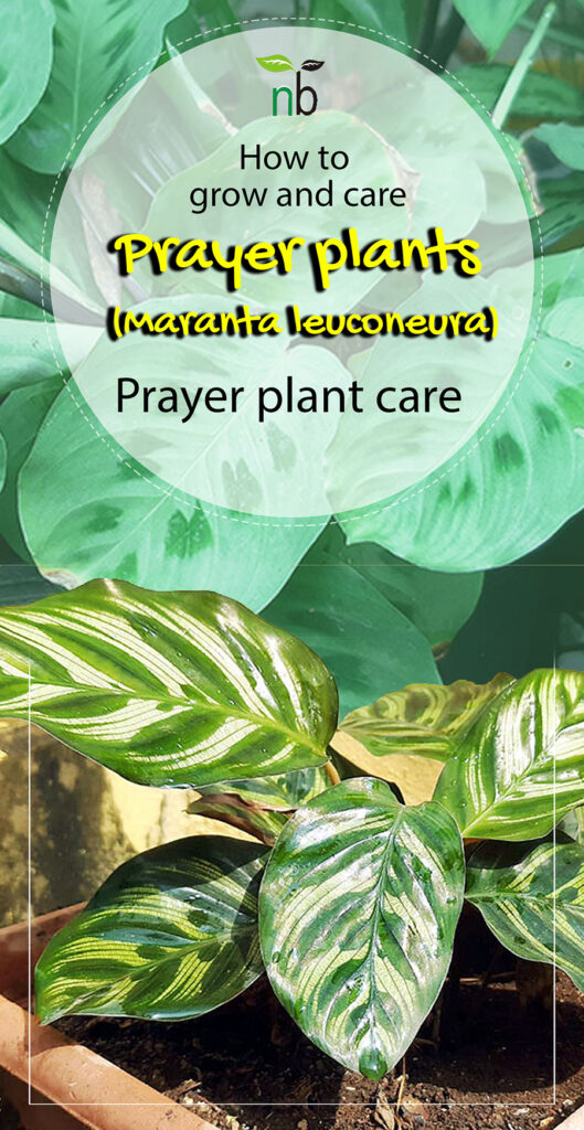 Φυτά προσευχής Maranta Leuconeura