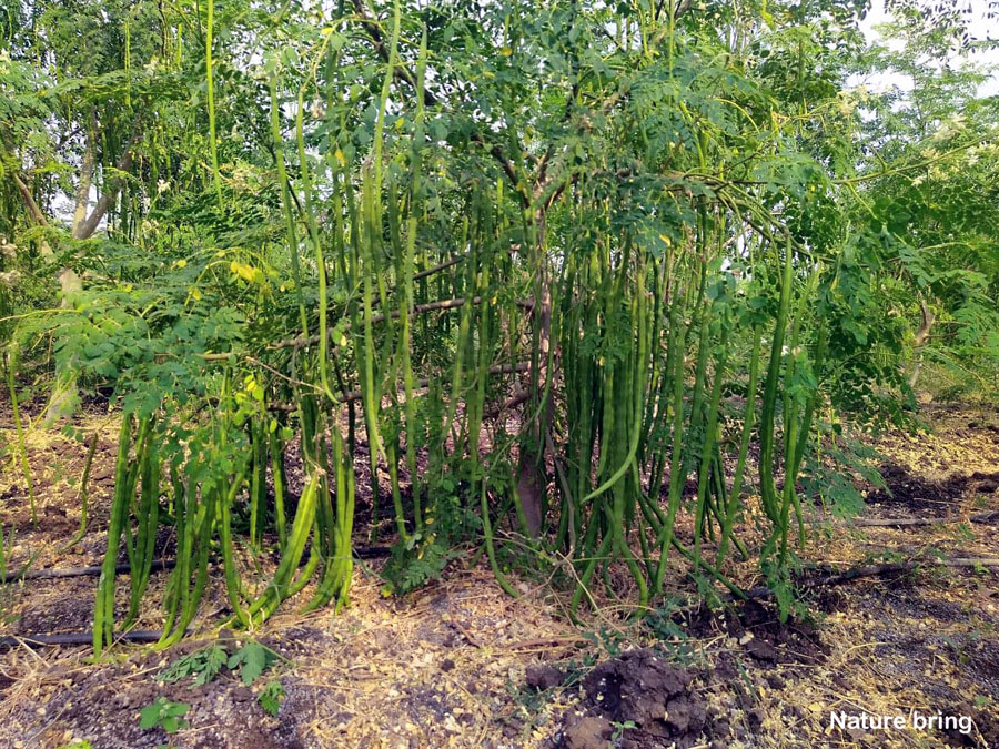 Φυτό Moringa