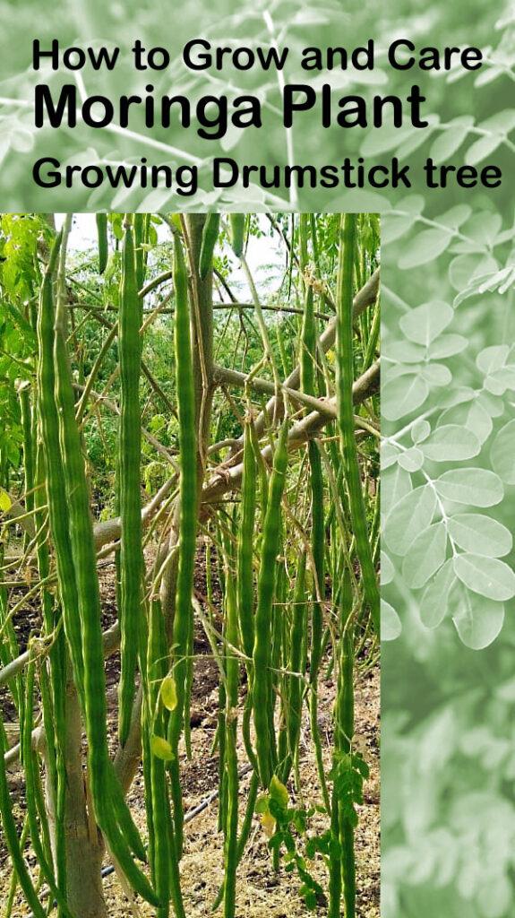 Φυτό Moringa