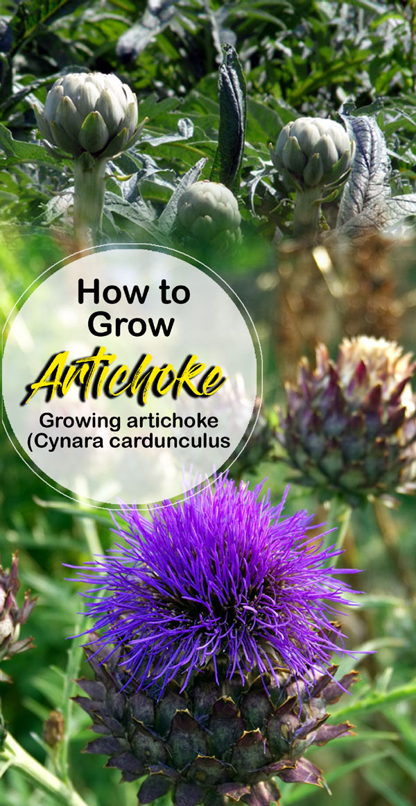 Αυξανόμενη αγκινάρα (Cynara Cardunculus)