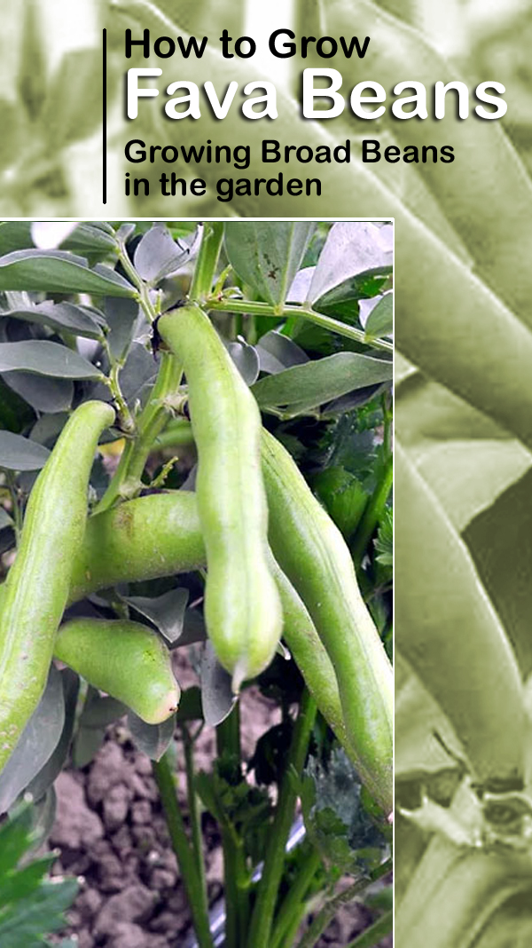 Φυτό φασολιών Fava