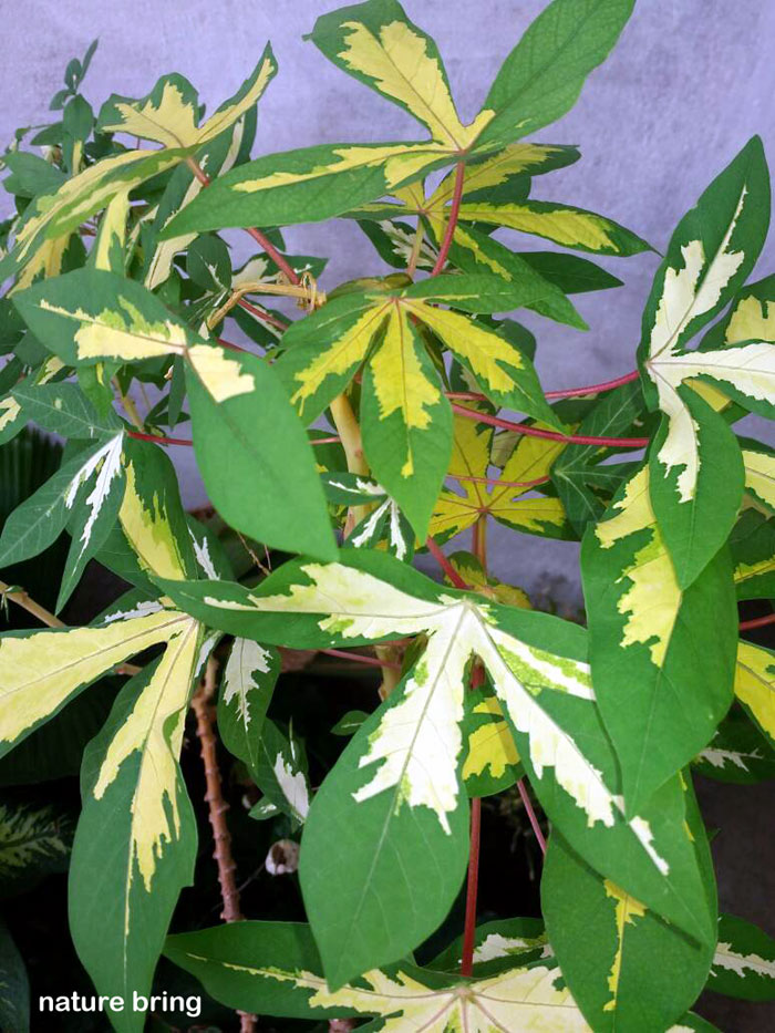 Tapioca Woody Shrub