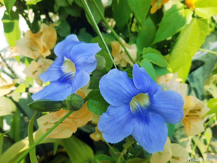 Εργοστάσιο Thunbergia