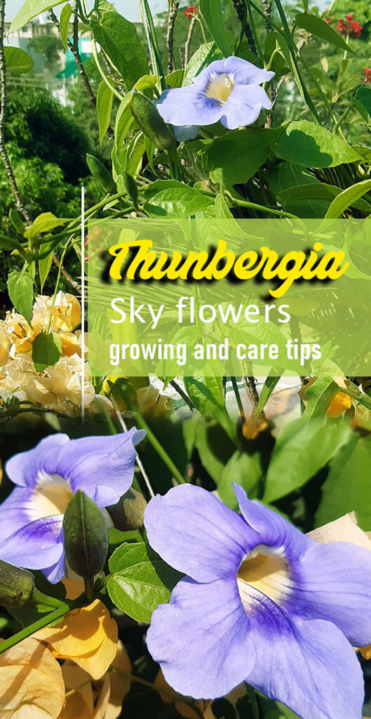 εργοστάσιο Thunbergia (Sky Flowers)