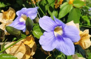 Εγκατάσταση Thunbergia (Flowers) Growing and Care